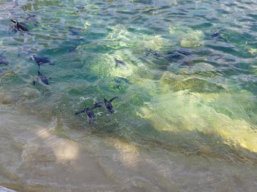pływające pingwiny